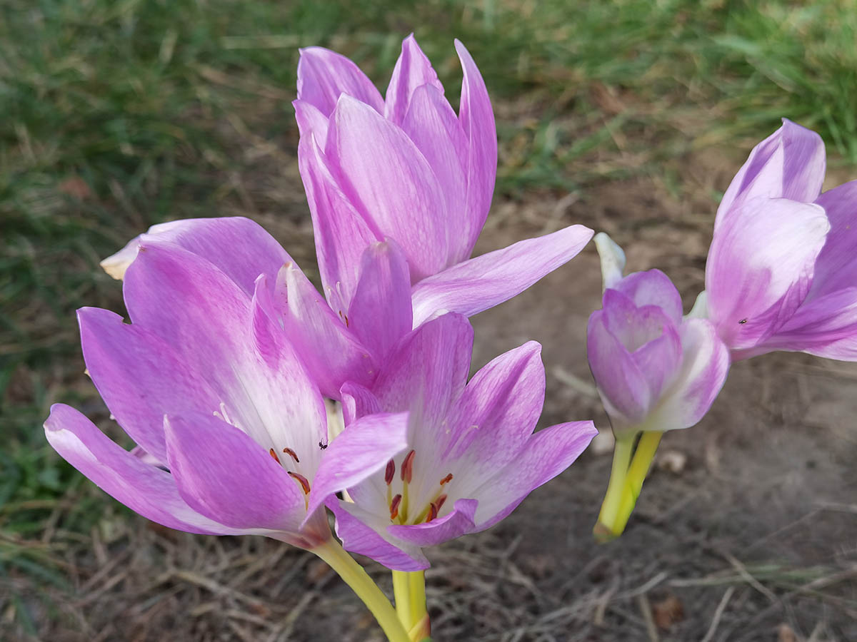 Colchicum pannonicum